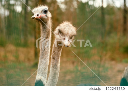 Two Ostriches Observing Their Surroundings. 122245380
