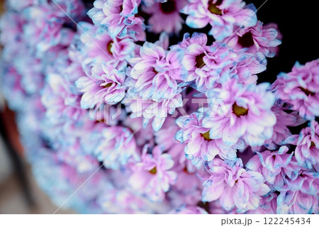 Vibrant Pink and Blue Chrysanthemum Blossoms. Vibrant Pink and Blue Chrysanthemum Blossoms. 122245434