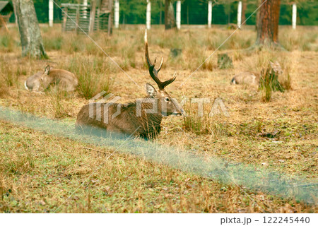 Deer Resting in a Grassy Wildlife Habitat. 122245440