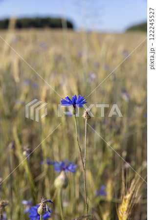 a wheat field in which cornflowers grow in summer in sunny weather 122245527