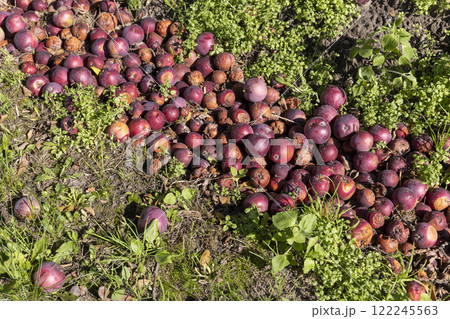 fallen rotten and wormy red apples in the orchard fallen rotten and wormy red apples in the orchard 122245563