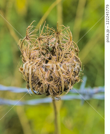 dried solitary flower 122245779