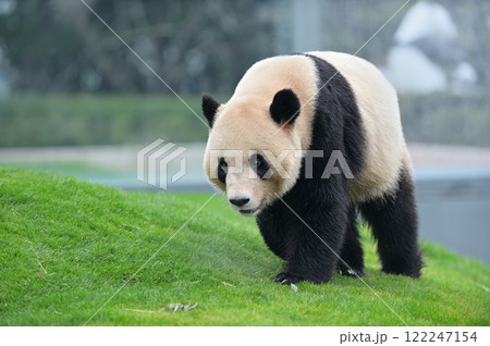 お散歩中の永浜 122247154