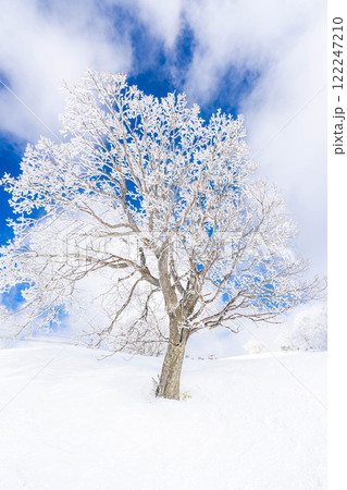 【冬素材】白銀の霧氷の風景【長野県】 【冬素材】白銀の霧氷の風景【長野県】 122247210