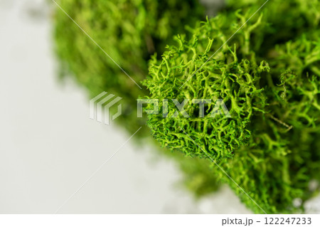 Preserved moss close-up texture Preserved moss close-up texture 122247233