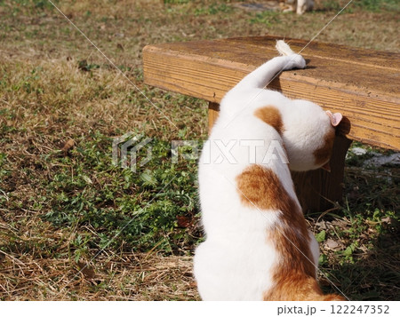 ネココロニーで無邪気に遊ぶネコ達 122247352