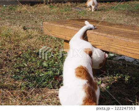 ネココロニーで無邪気に遊ぶネコ達 122247353