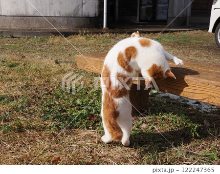 ネココロニーで無邪気に遊ぶネコ達 122247365