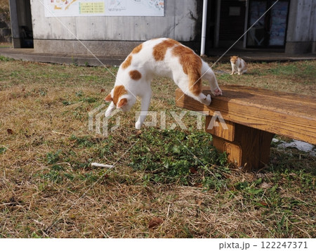 ネココロニーで無邪気に遊ぶネコ達 122247371