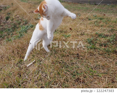 ネココロニーで無邪気に遊ぶネコ達 122247383