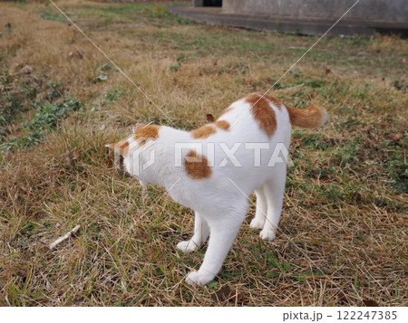 ネココロニーで無邪気に遊ぶネコ達 ネココロニーで無邪気に遊ぶネコ達 122247385