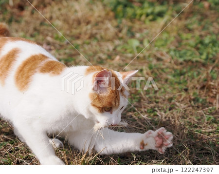 ネココロニーで無邪気に遊ぶネコ達 122247397