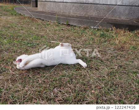 ネココロニーで無邪気に遊ぶネコ達 122247416