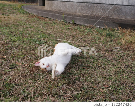 ネココロニーで無邪気に遊ぶネコ達 ネココロニーで無邪気に遊ぶネコ達 122247426