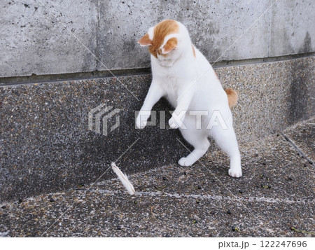 ネココロニーで無邪気に遊ぶネコの可愛い顔 122247696