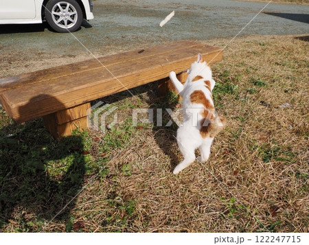 ネココロニーで無邪気に遊ぶネコの可愛い顔 122247715