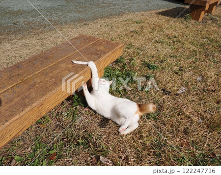 ネココロニーで無邪気に遊ぶネコの可愛い顔 ネココロニーで無邪気に遊ぶネコの可愛い顔 122247716