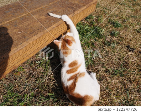 ネココロニーで無邪気に遊ぶネコの可愛い顔 122247726