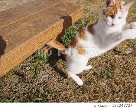 ネココロニーで無邪気に遊ぶネコの可愛い顔 122247727