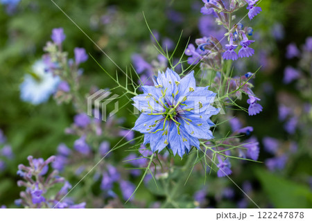 ガーデンの美しいニゲラの花とキャットミントの花 122247878