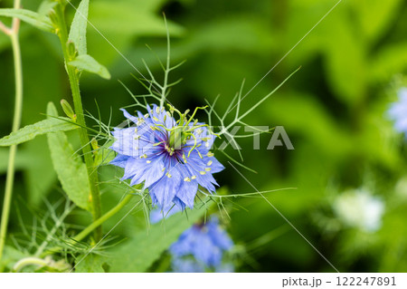 ガーデンで咲く美しいブルーのニゲラの花のクローズアップ ガーデンで咲く美しいブルーのニゲラの花のクローズアップ 122247891