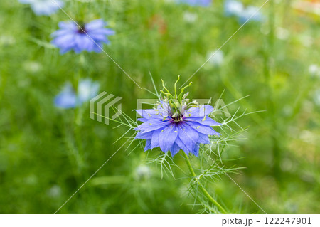 ガーデンで咲く美しいブルーのニゲラの花のクローズアップ ガーデンで咲く美しいブルーのニゲラの花のクローズアップ 122247901