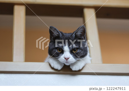 ロフトから覗く猫 122247911