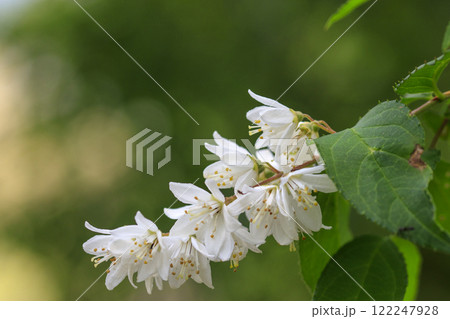春の森景色 白いハクウンボクの花 春の森景色 白いハクウンボクの花 122247928
