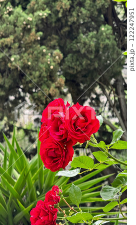 Close-Up of Vibrant Red Roses in a Natural Garden Setting 122247951