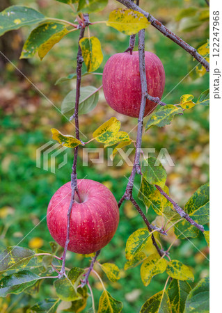 果樹園で見事に実った美味しいフジリンゴ 122247968