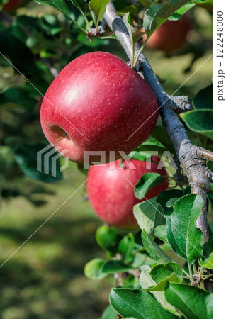果樹園で美味しく実ったシナノスイートリンゴ 122248000