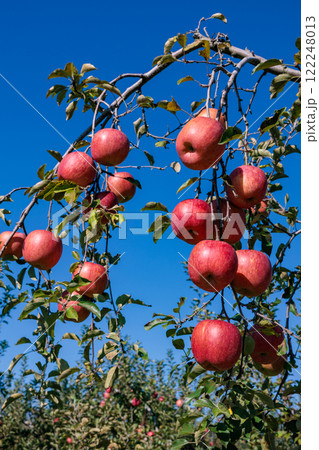果樹園で美味しく実ったシナノスイートリンゴ 果樹園で美味しく実ったシナノスイートリンゴ 122248013