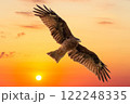 トンビと夕陽 122248335