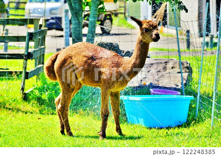 アルパカ　(北海道恵庭市 えこりん村) 122248385
