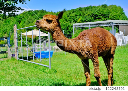 アルパカ (北海道恵庭市 えこりん村) アルパカ (北海道恵庭市 えこりん村) 122248391