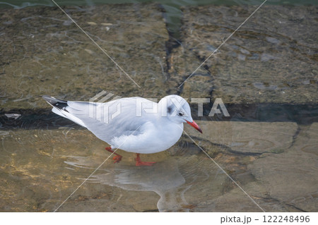 ユリカモメ　大阪市土佐堀川　中之島公園 122248496