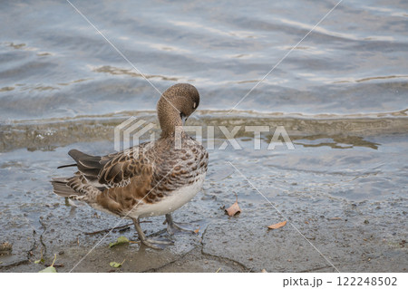川岸で体の手入れをするヒドリガモ（メス）　大阪市土佐堀川　中之島公園 122248502