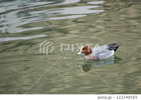 ヒドリガモ（オス）　大阪市土佐堀川　中之島公園 122248505