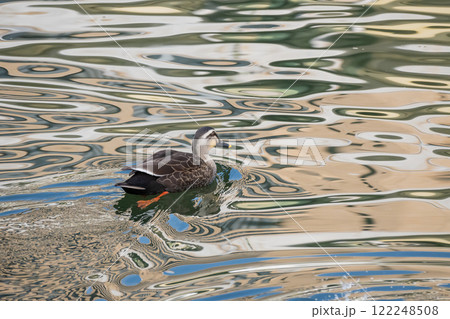 土佐堀川のカルガモ　大阪市 122248508