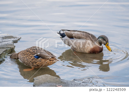 マガモのつがい　大阪市土佐堀川　中之島公園 122248509