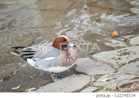 ヒドリガモ（オス）　大阪市土佐堀川　中之島公園 122248514