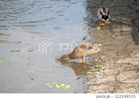 マガモ（メス）　大阪市土佐堀川　中之島公園 122248515