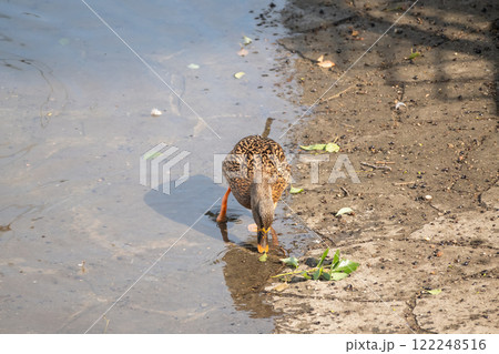マガモ（メス）　大阪市土佐堀川　中之島公園 122248516