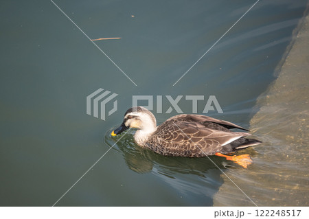 土佐堀川のカルガモ 大阪市 土佐堀川のカルガモ 大阪市 122248517