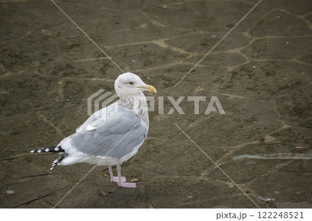 土佐堀川に飛来したセグロカモメ　大阪市中之島公園 122248521