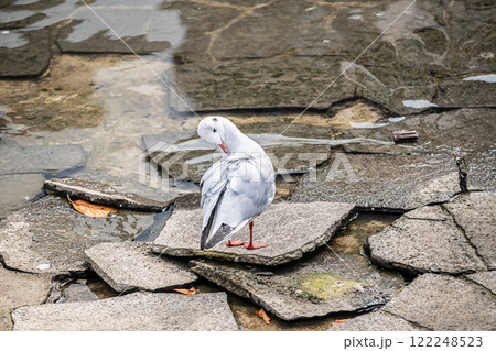 羽繕いするユリカモメ　大阪市土佐堀川　中之島公園 122248523
