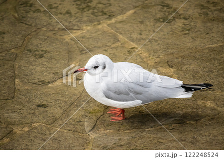 ユリカモメ　大阪市土佐堀川　中之島公園 122248524