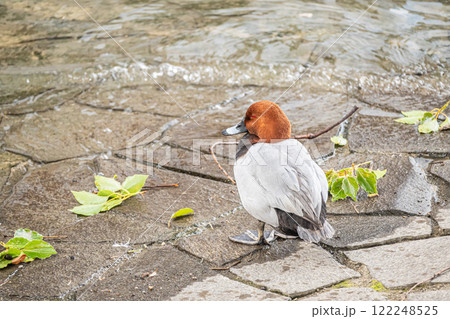 ホシハジロ（オス）　大阪市土佐堀川　中之島公園 122248525