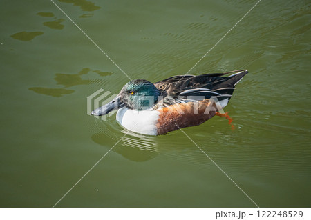 ハシビロガモ（オス）　大阪城公園 122248529