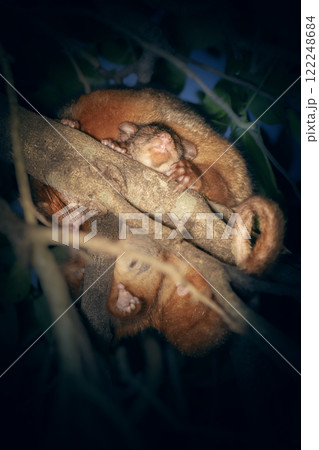 Ringtail Possum and baby sleeping 122248684